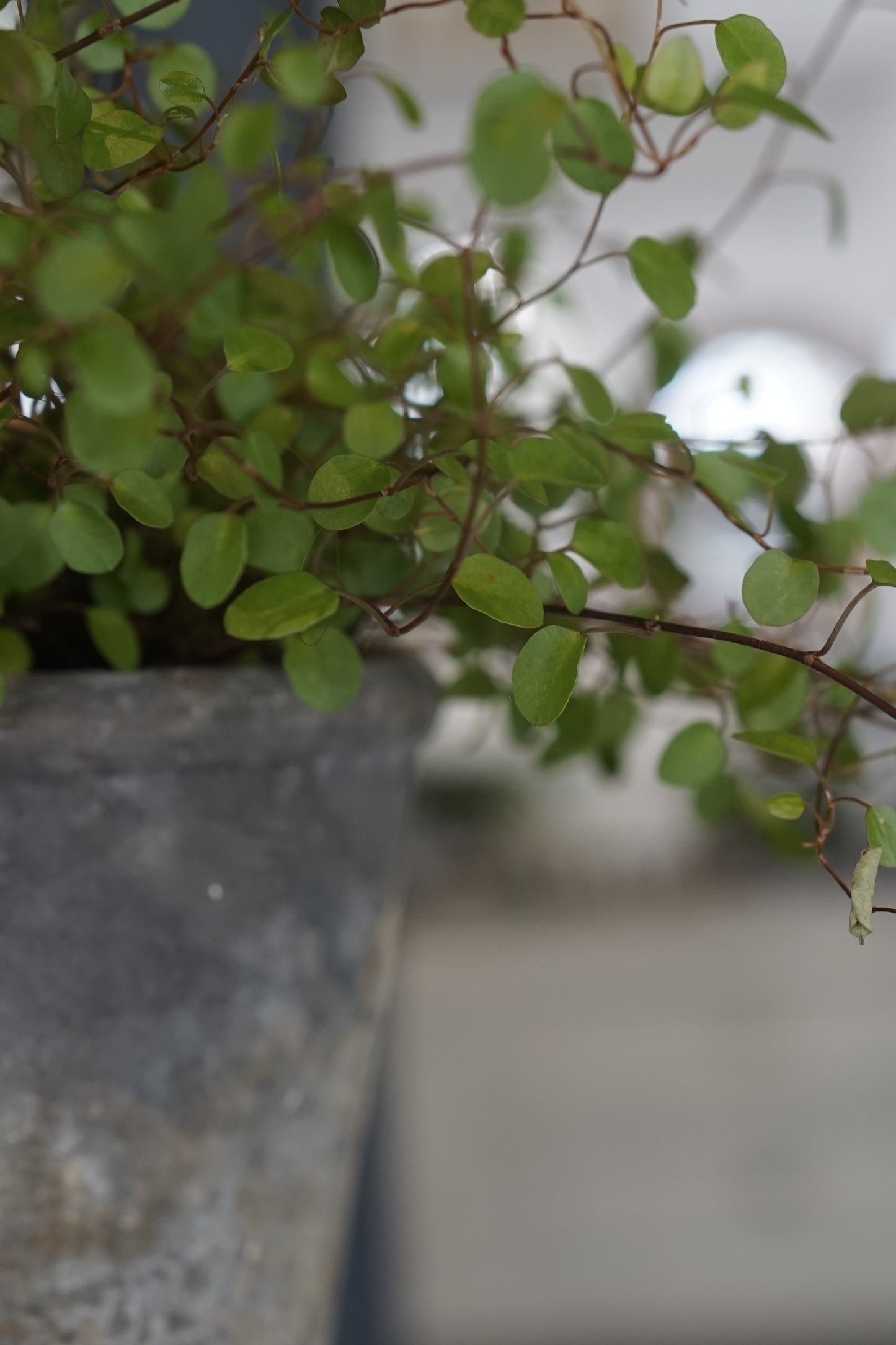 Angel Vine House Plant