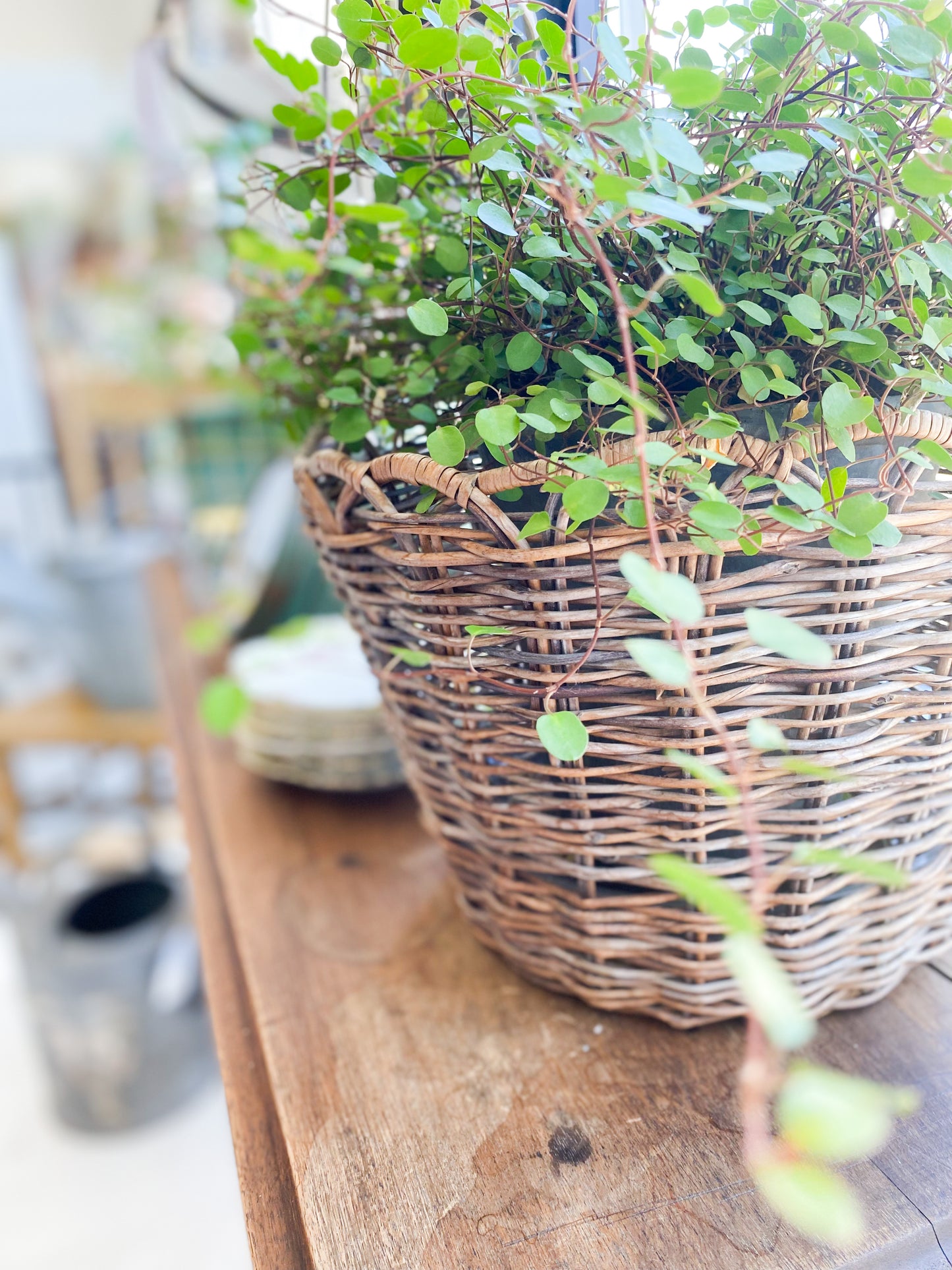 Angel Vine House Plant